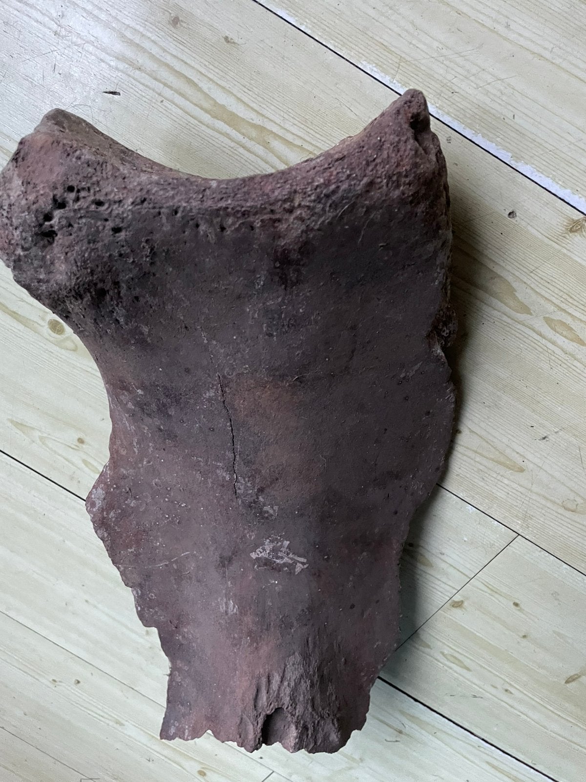 Schouderfragment van een Mammoet uit de Noordzee gevist, Ophalen of Verzenden, Overige typen