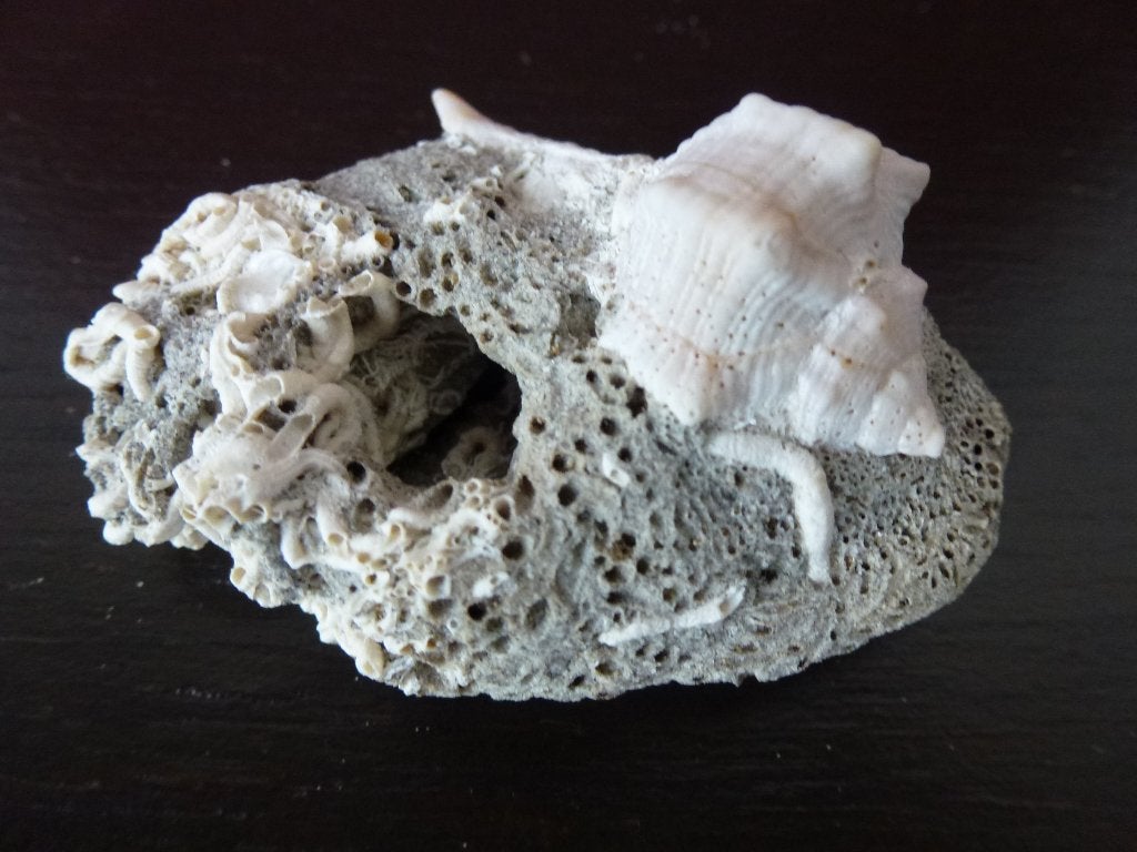 fossiel van een Wulk koraal of een door boorspons (Cliona), Ophalen of Verzenden, Fossiel