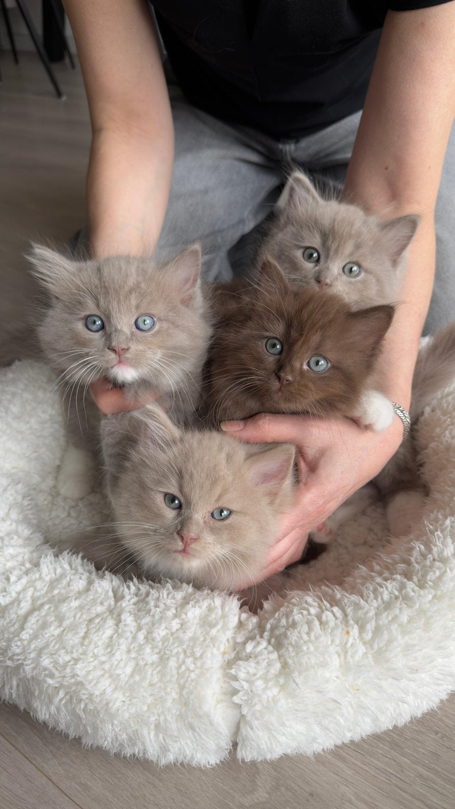 Ragdoll kitten Chocolate Solid, cinnamon dragend, stamboom, Poes, Met stamboom, 0 tot 2 jaar