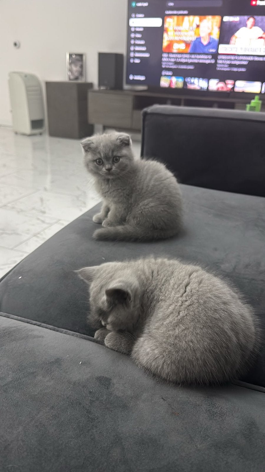 Kat, Dieren en Toebehoren, Katten en Kittens | Raskatten | Korthaar, Kater