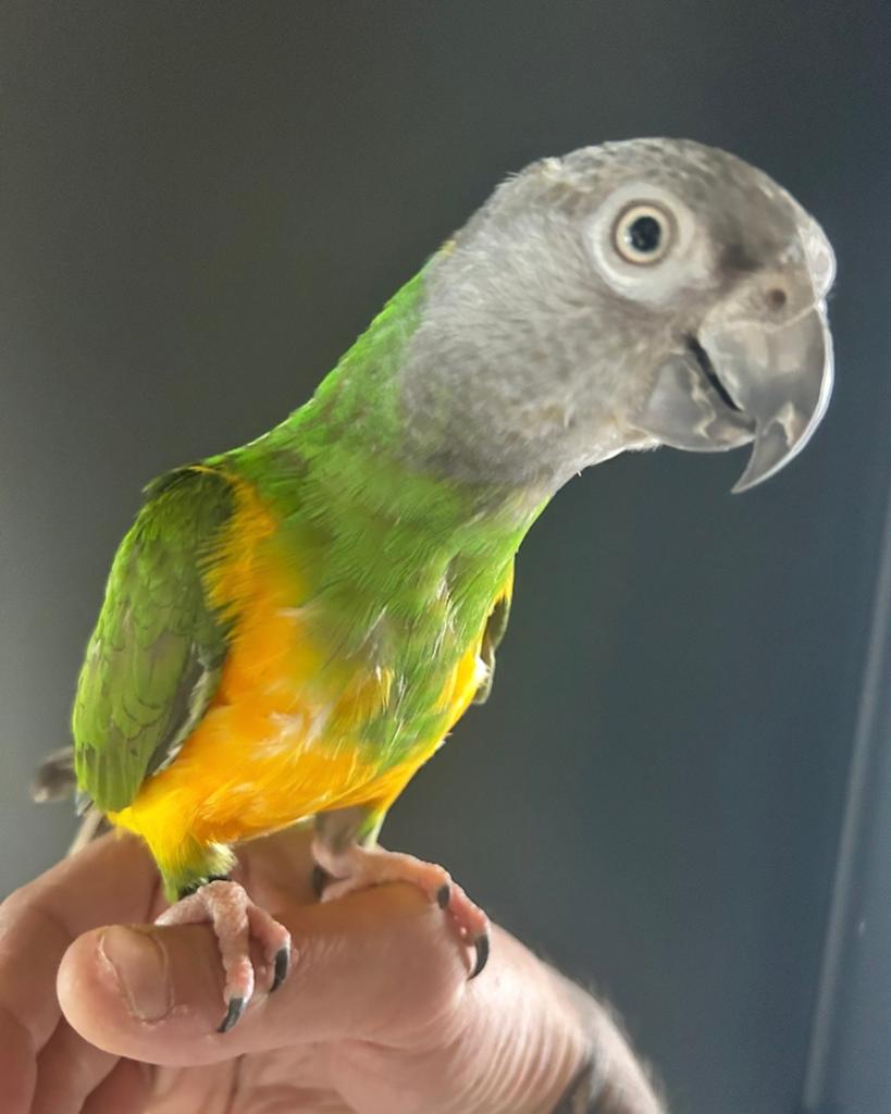Mega tamme bonte boer papegaai senegal papegaai, Geslacht onbekend, Papegaai, Geringd