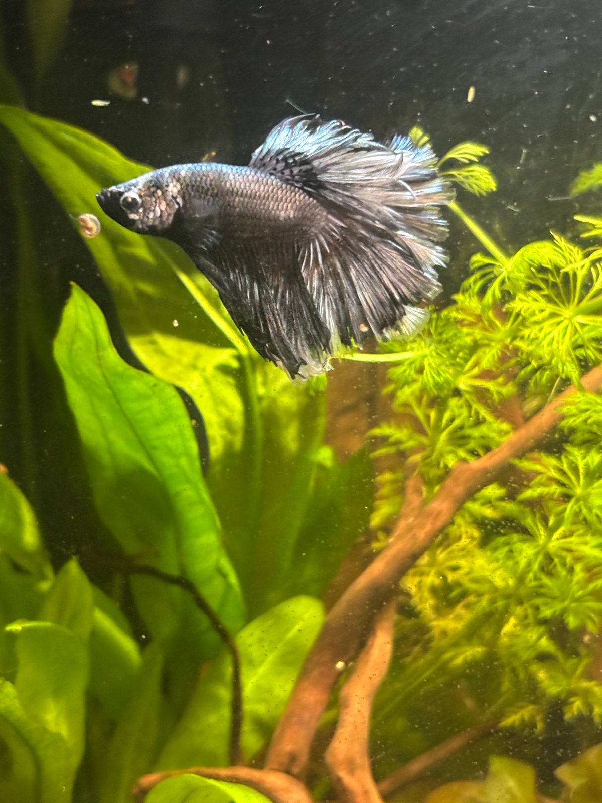 ZSM WEG TE KOOP/RUIL Zwartzilveren betta siamese kempvis man, Vis, Zoetwatervis