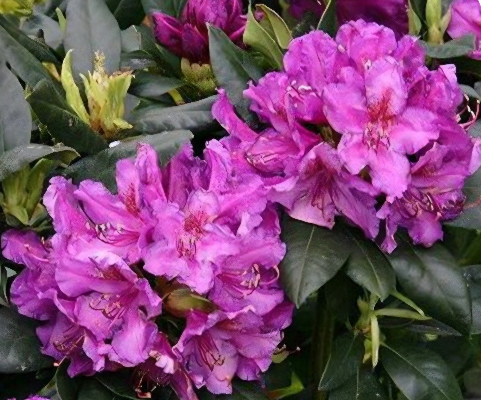 rhododendrons, Tuin en Terras, Ophalen, Overige soorten, Minder dan 100 cm
