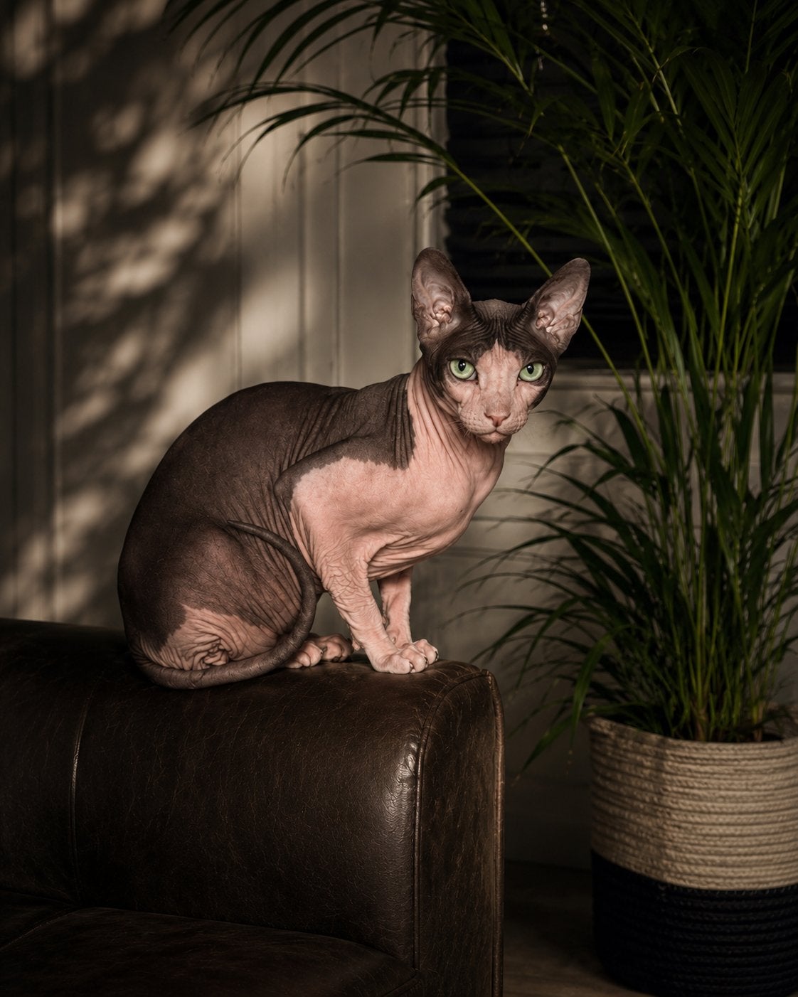 Herplaatsing katten, Meerdere dieren, Kortharig, 3 tot 5 jaar