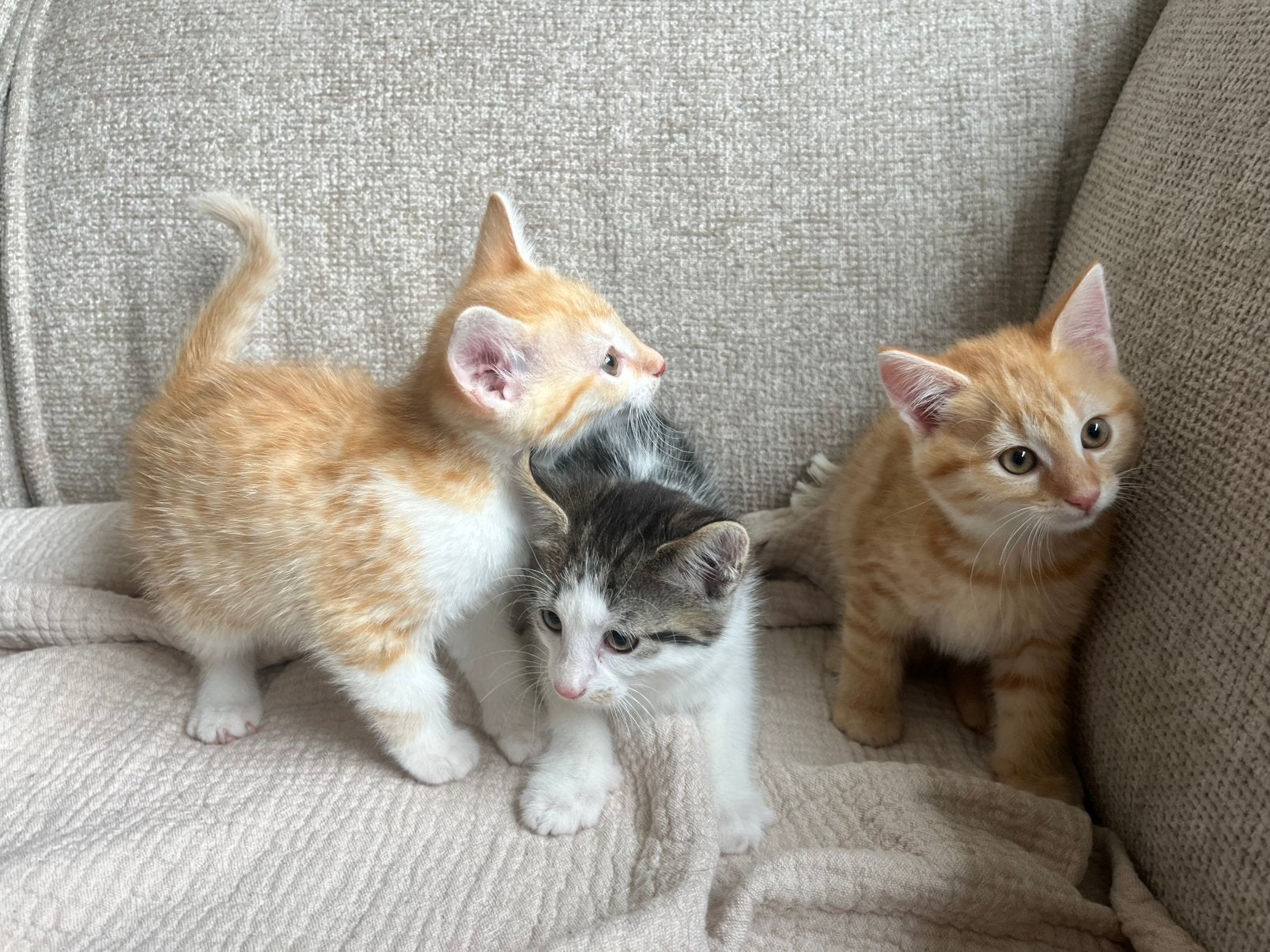 3 Prachtige kittens, half siamees - moeten weg!, Dieren en Toebehoren, Katten en Kittens | Raskatten | Korthaar, Meerdere dieren