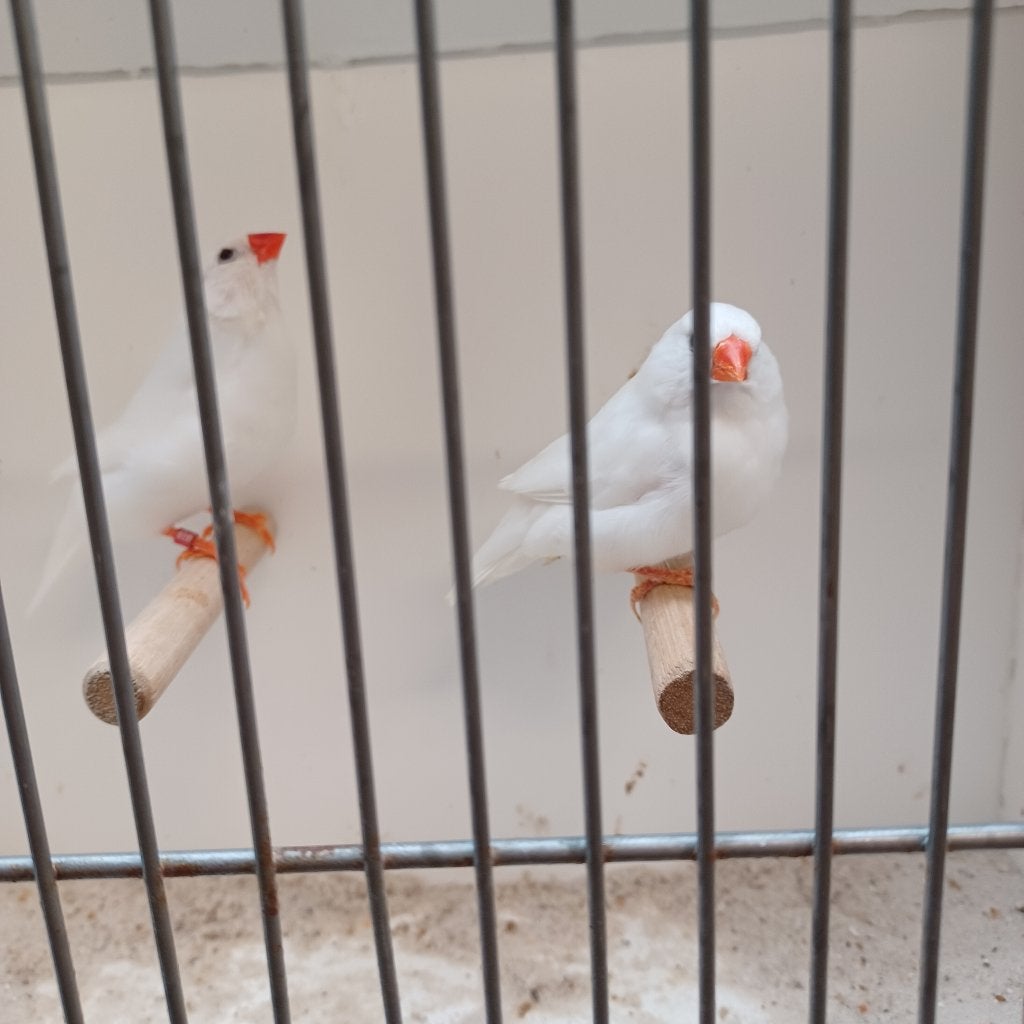 Gouldamadines en Zebravinken, Dieren en Toebehoren, Meerdere dieren, Tropenvogel, Geringd