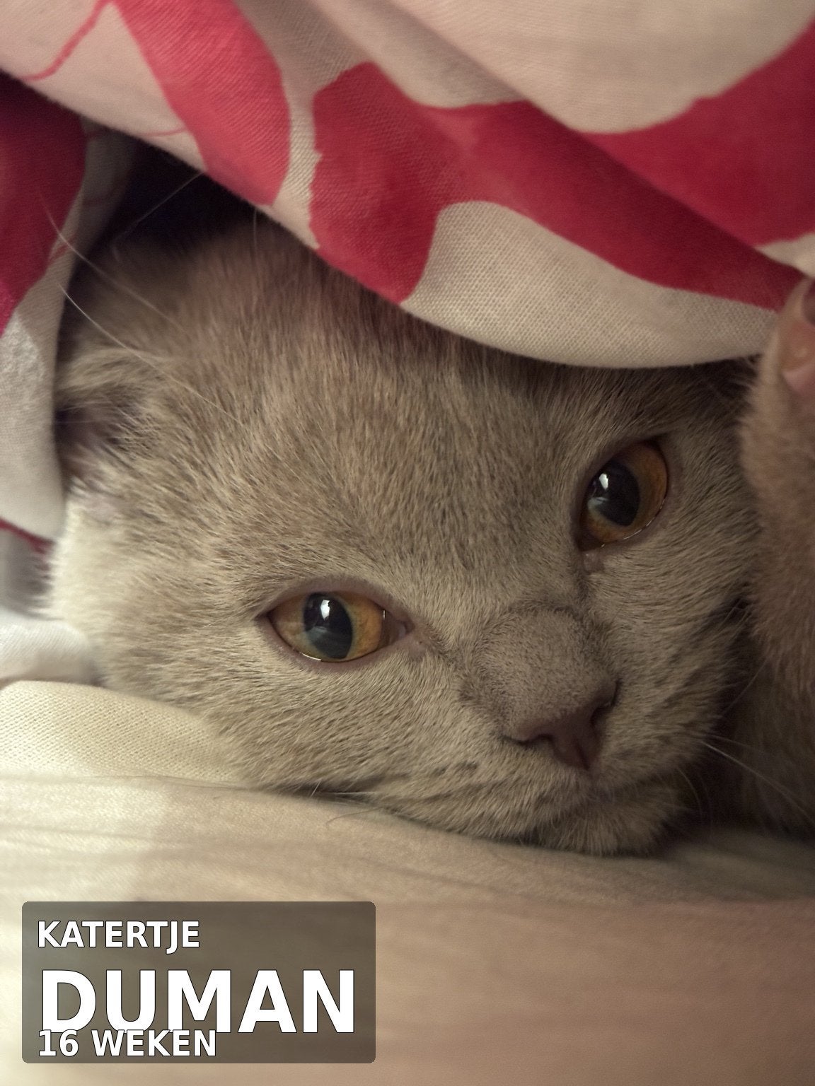 Britse Korthaar / Langhaar Kittens / Ras zuiver, Dieren en Toebehoren, Meerdere dieren, Ontwormd, 0 tot 2 jaar