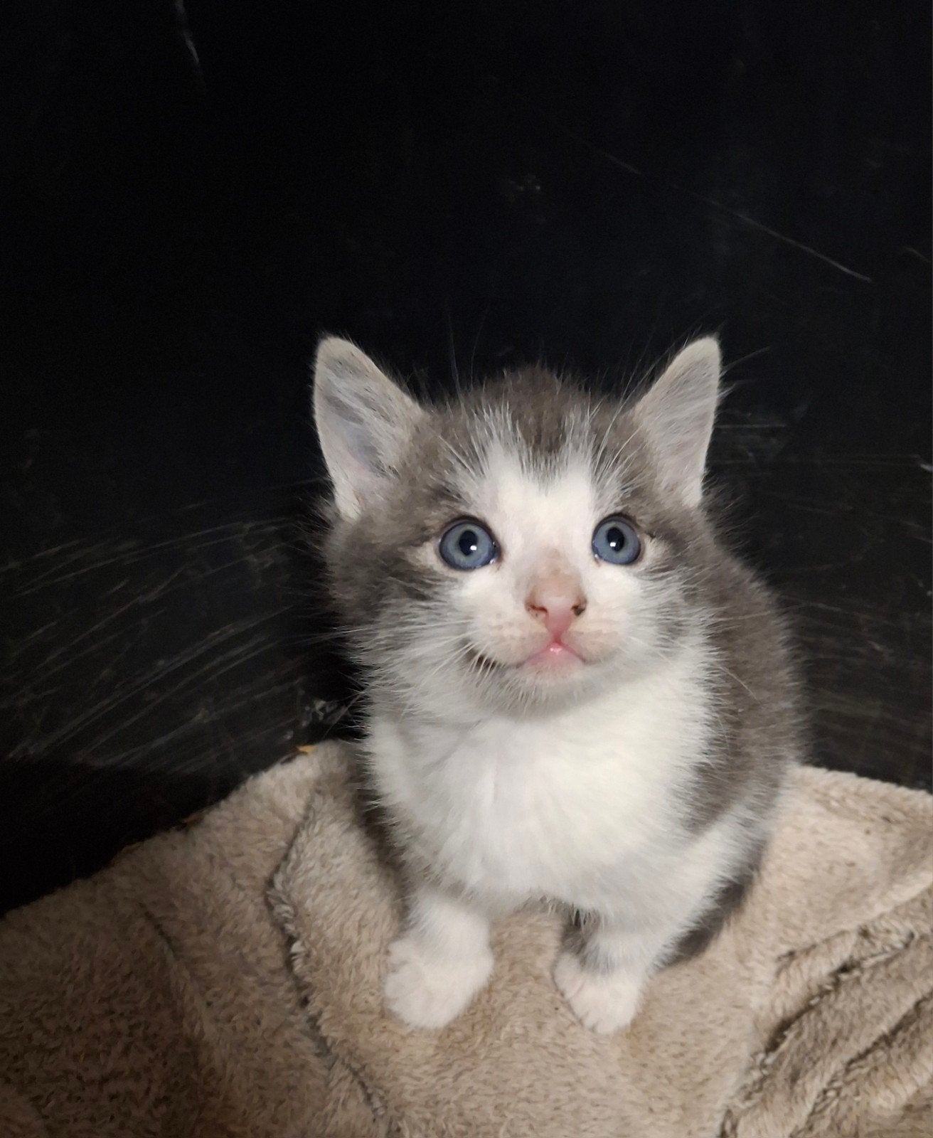 Speelse kittens, Meerdere dieren