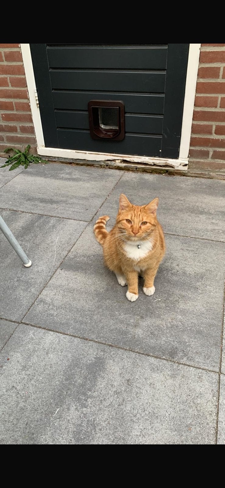 Lieve kater Lux, Dieren en Toebehoren, Kater