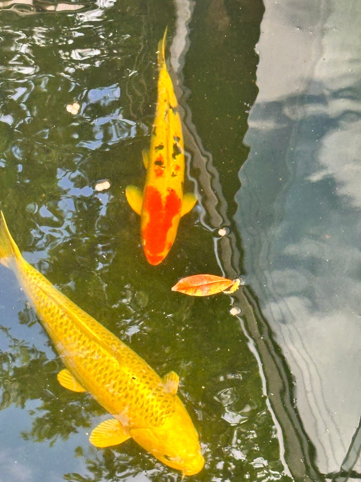 Vijver filter installatie met 10 koi karpers, Ophalen, Gebruikt, Vijverpomp
