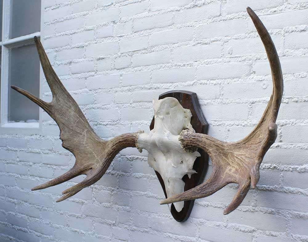 Groot Scandinavisch ELAND GEWEI op houten schild (ref. F), Verzamelen, Ophalen, Gebruikt, Hert, Gewei of Kop