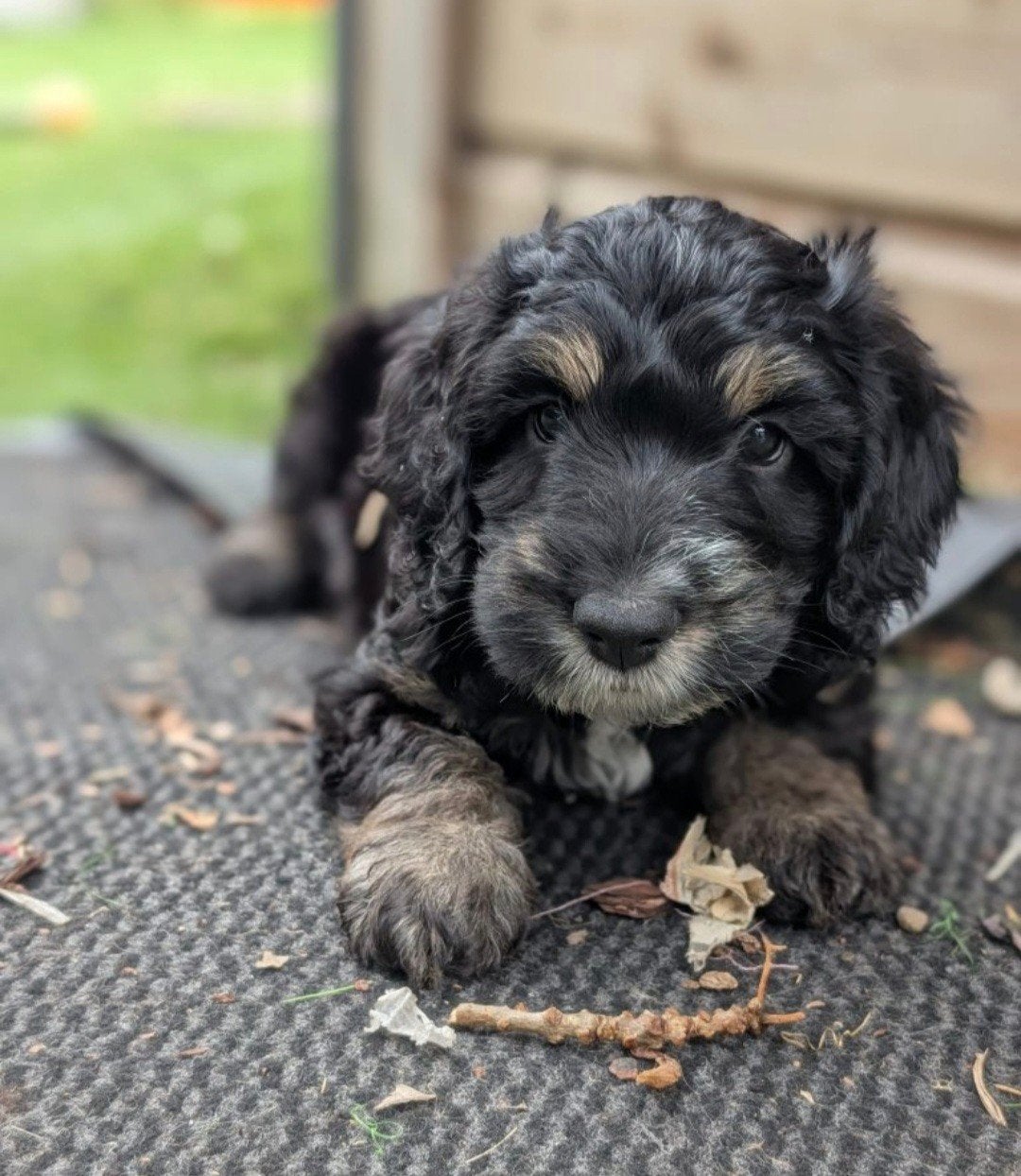 Cockapoo pups ( Black and tan ), Parvo, Overige rassen, 8 tot 15 weken, Meerdere dieren