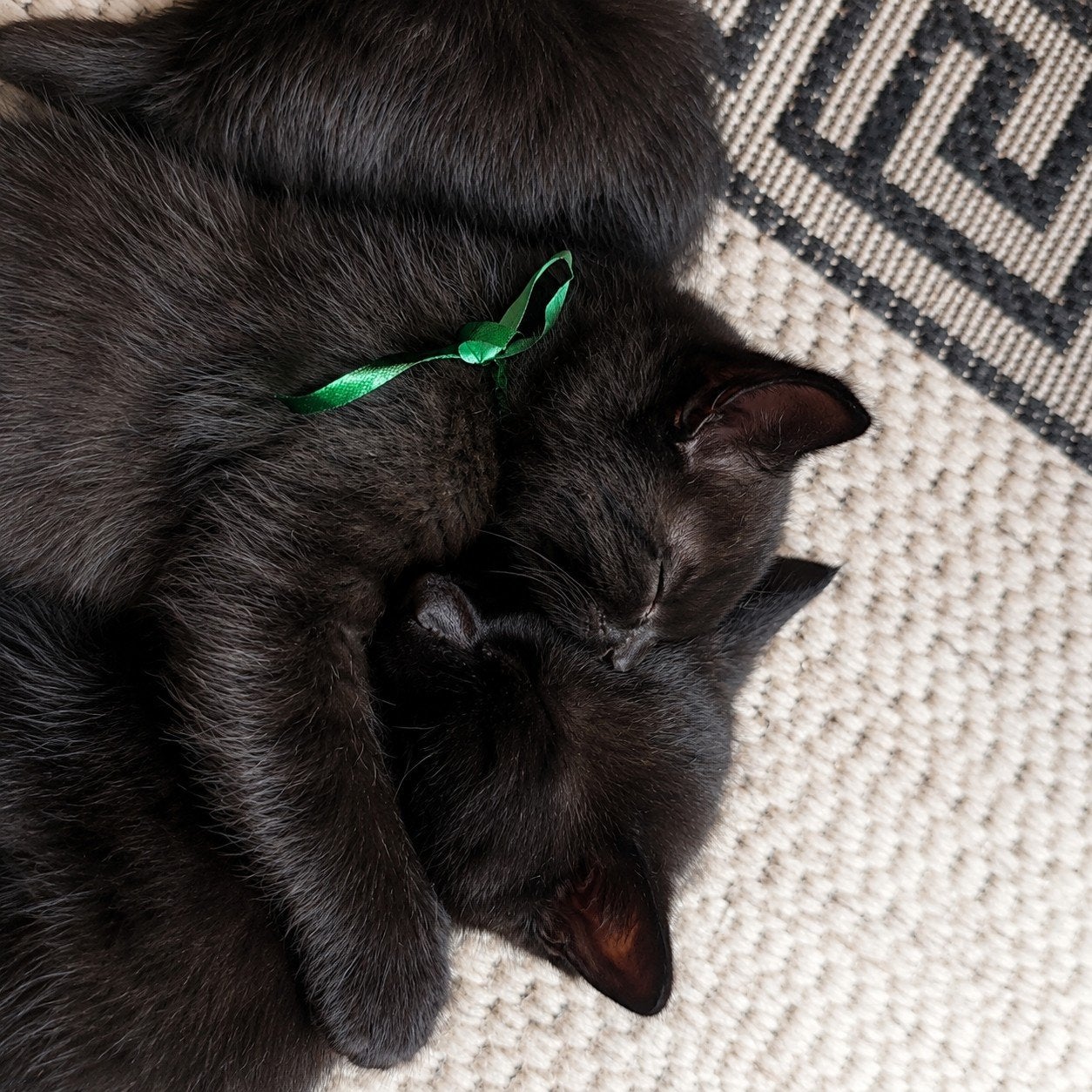 Wij weten zeker:deze zwarte parels zullen je leven opfleuren, Poes