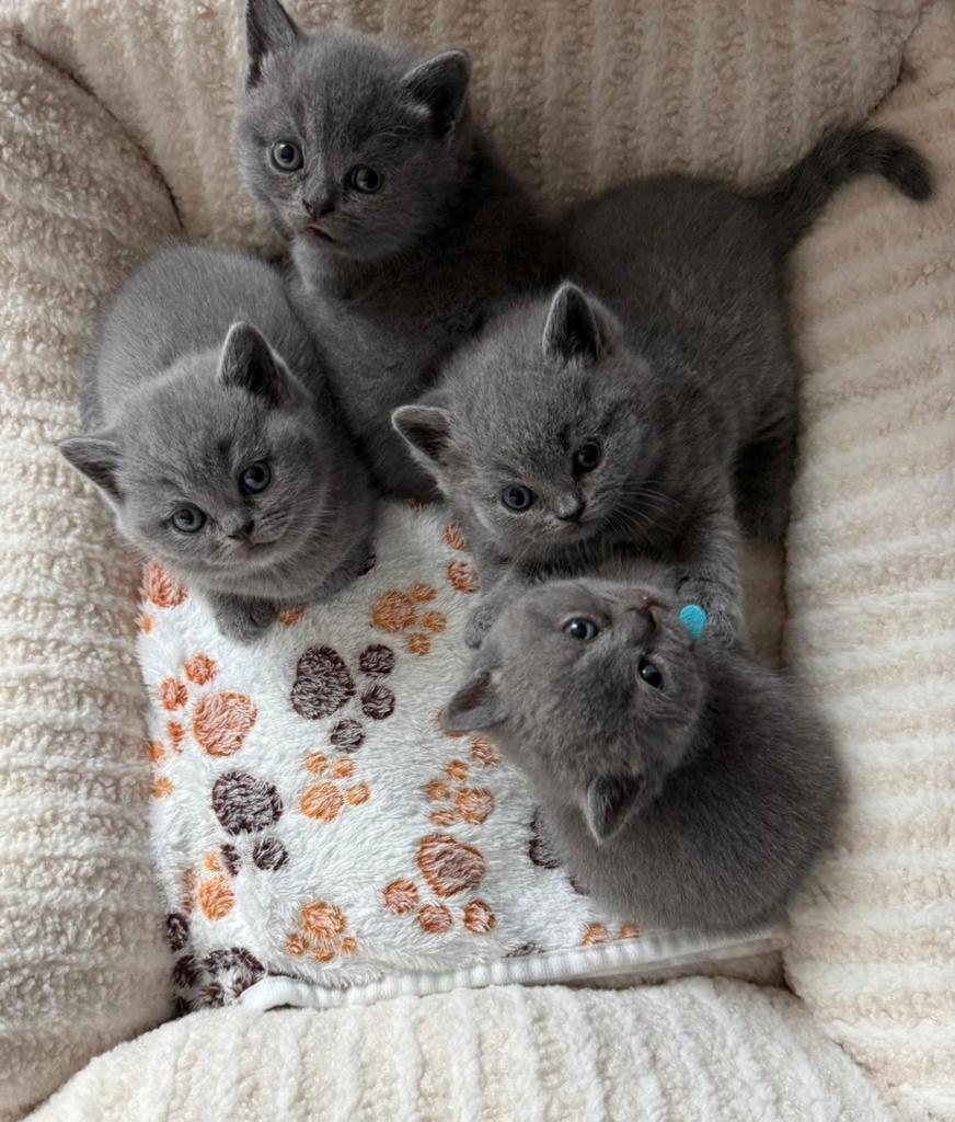 Britse korthaar kittens, Dieren en Toebehoren, Katten en Kittens | Raskatten | Korthaar, Meerdere dieren, 0 tot 2 jaar