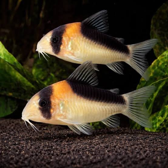 Corydora Adolfoi, Vis
