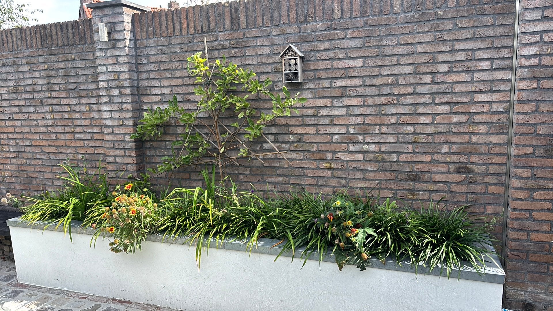 Te koop planten en 3 fruitbomen, Ophalen