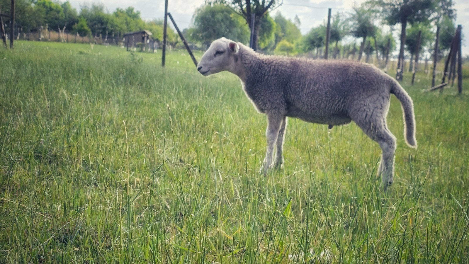 3 ram lammetjes (dekram)100% easy care en 50/50 met maasduin, Mannelijk, Schaap