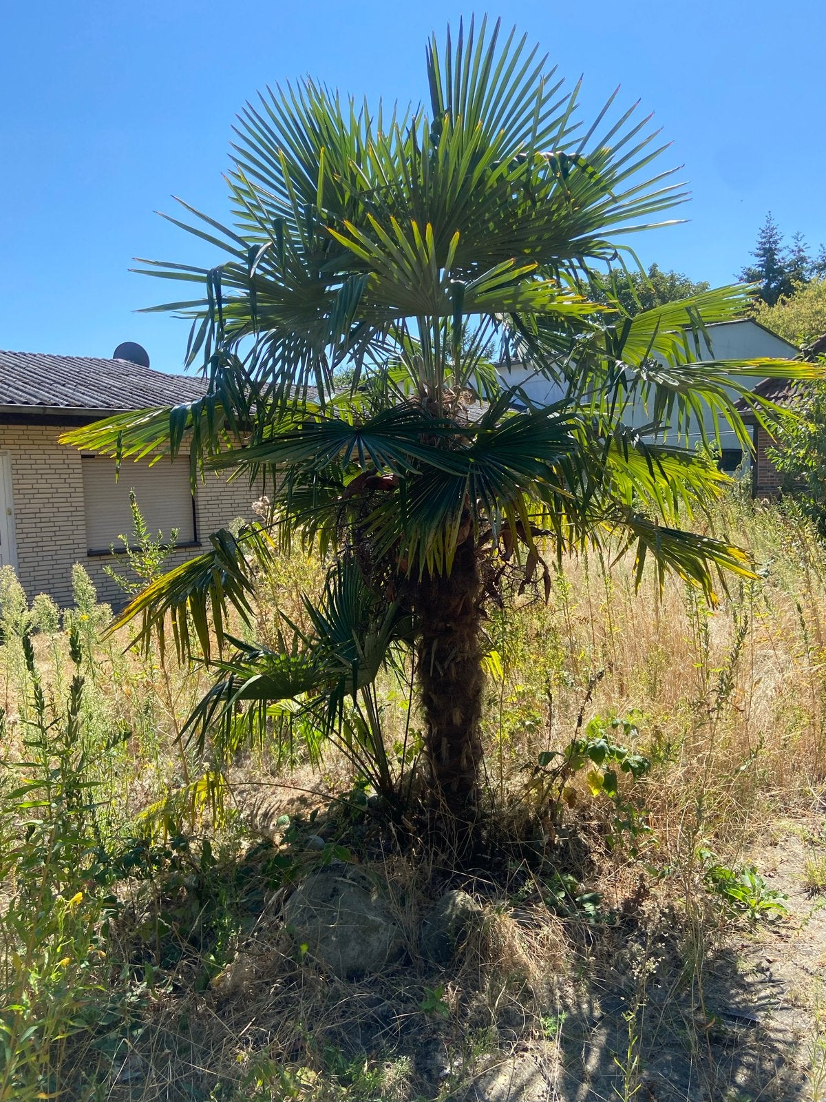 2 Noord Europese Palmen (Trachycarpus Fortunei) 3.50m hoog, Volle zon, Vaste plant, Bloeit niet, Ophalen