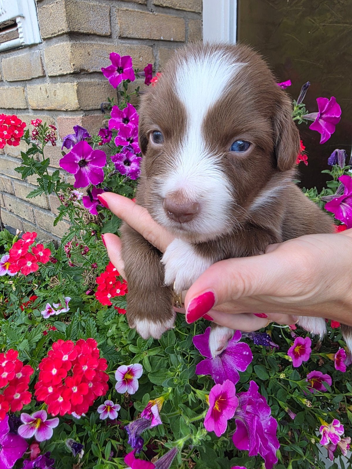 MINIATURE AUSTRALIAN SHEPHERD, Dieren en Toebehoren, Honden | Herdershonden en Veedrijvers, Meerdere, Meerdere dieren, Nederland
