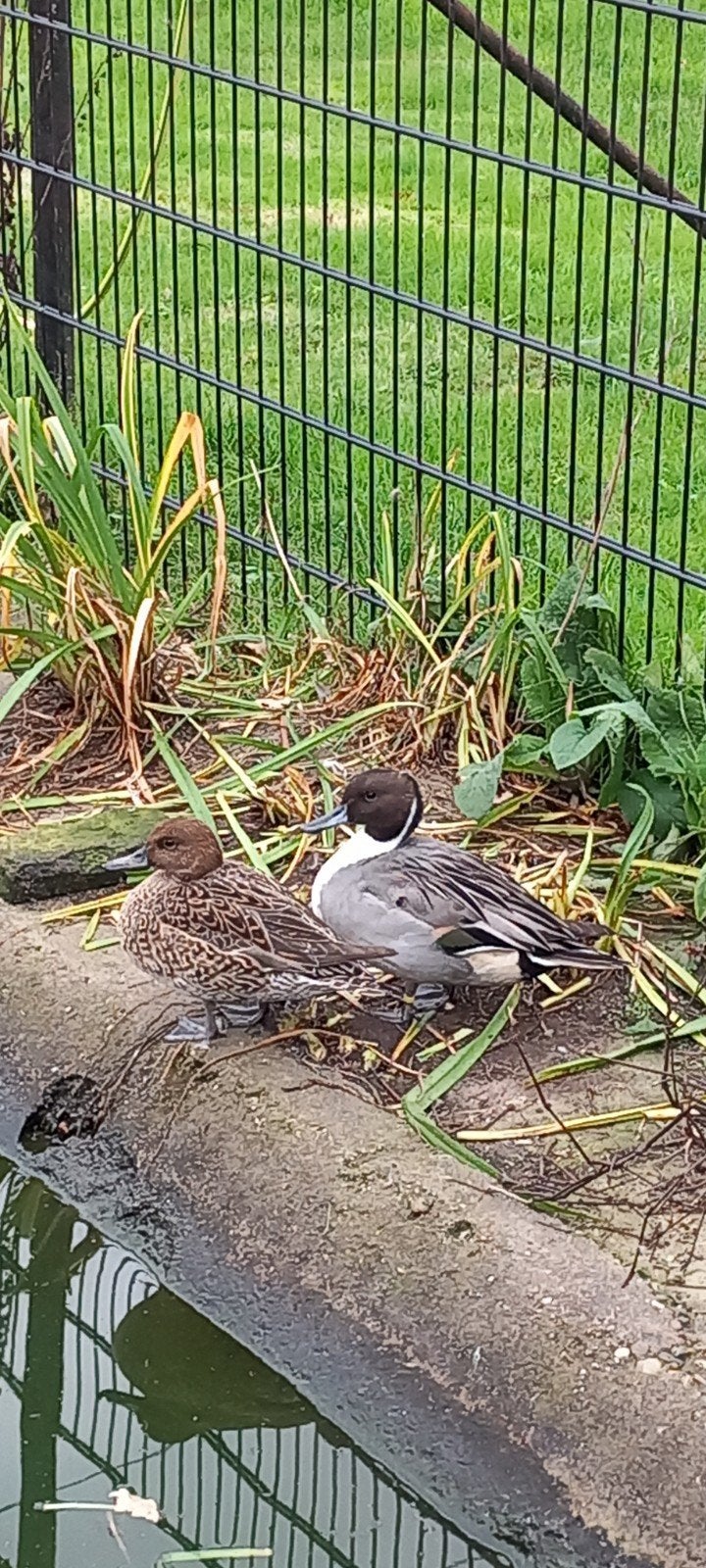 eend koppel europese pijlstaart, Dieren en Toebehoren, Meerdere dieren, Eend
