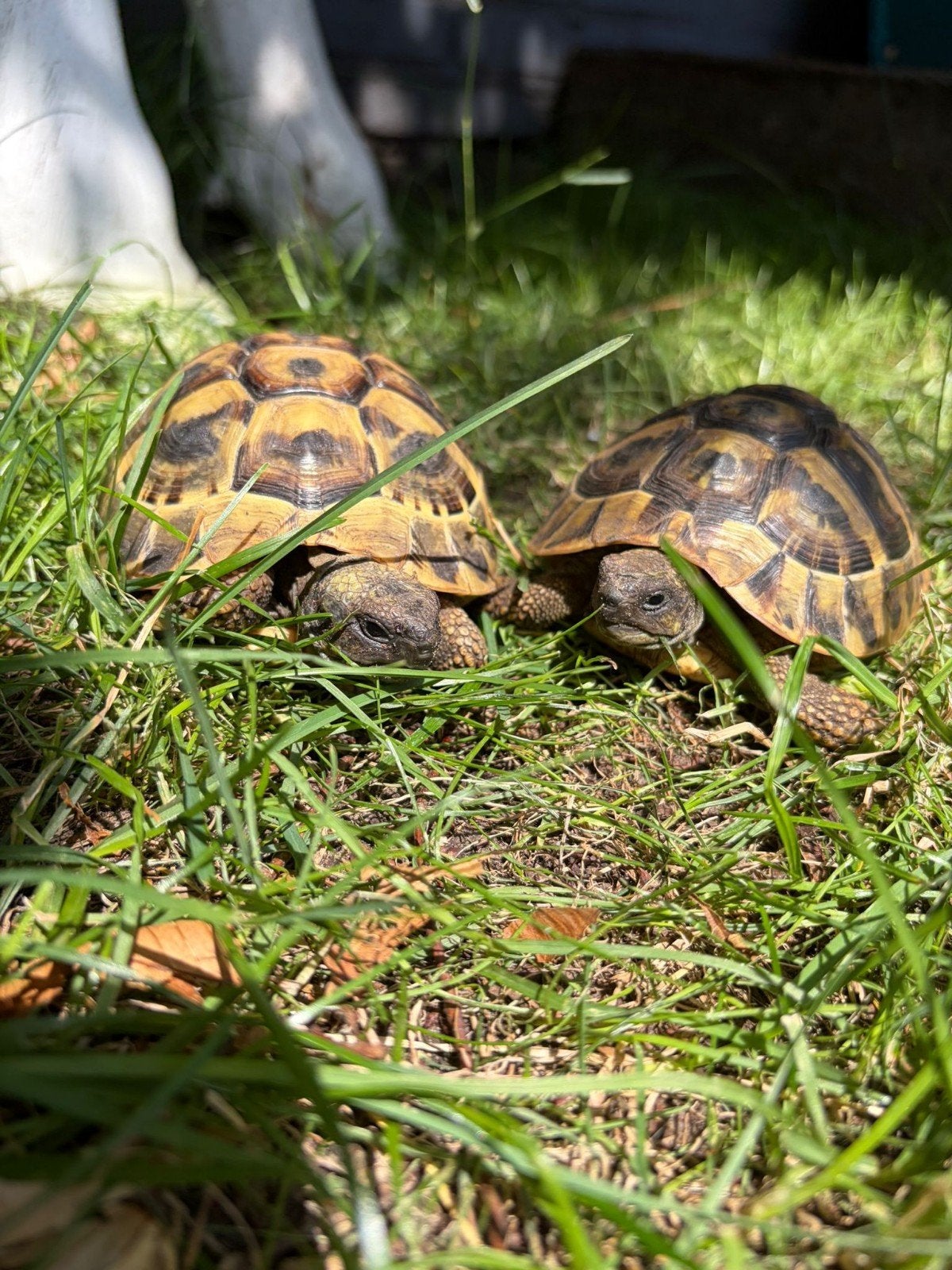 Gevraagd landschildpad of koppel landschildpadden, Slang