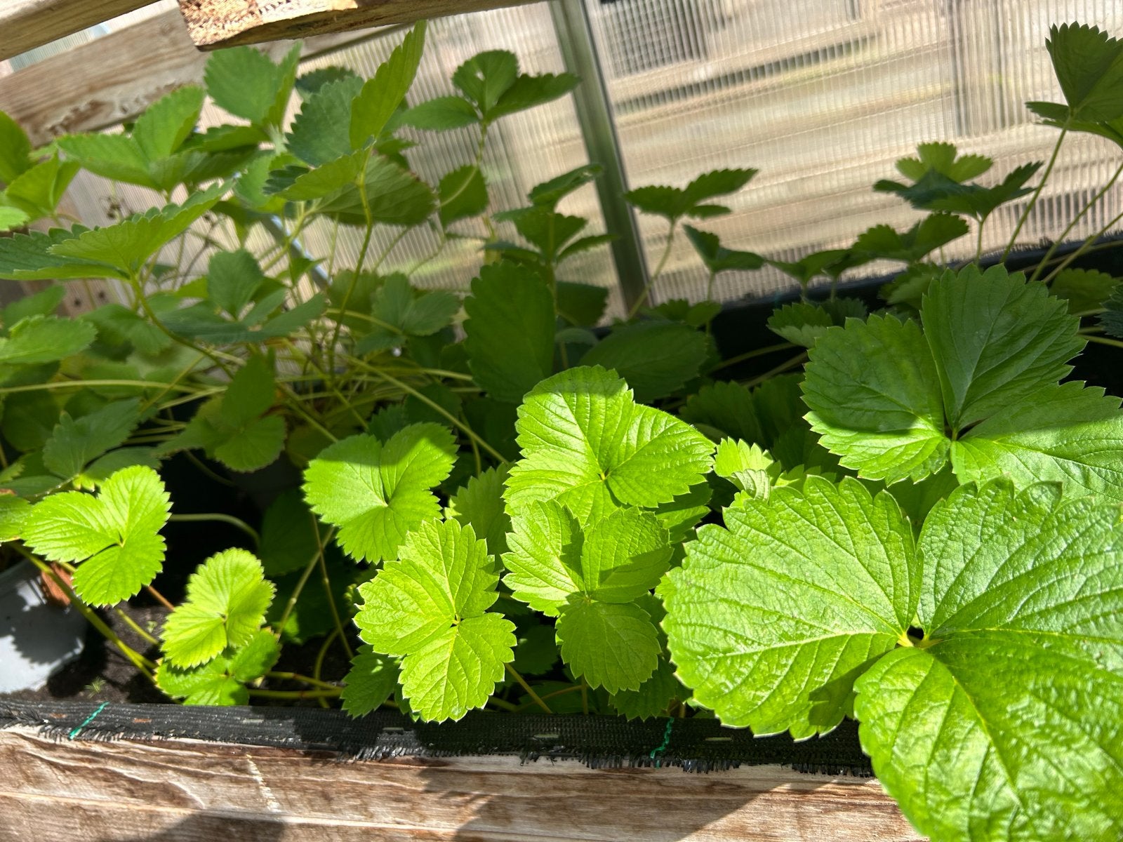 Aardbei planten, Ophalen, Volle zon, Vaste plant, Fruitplanten