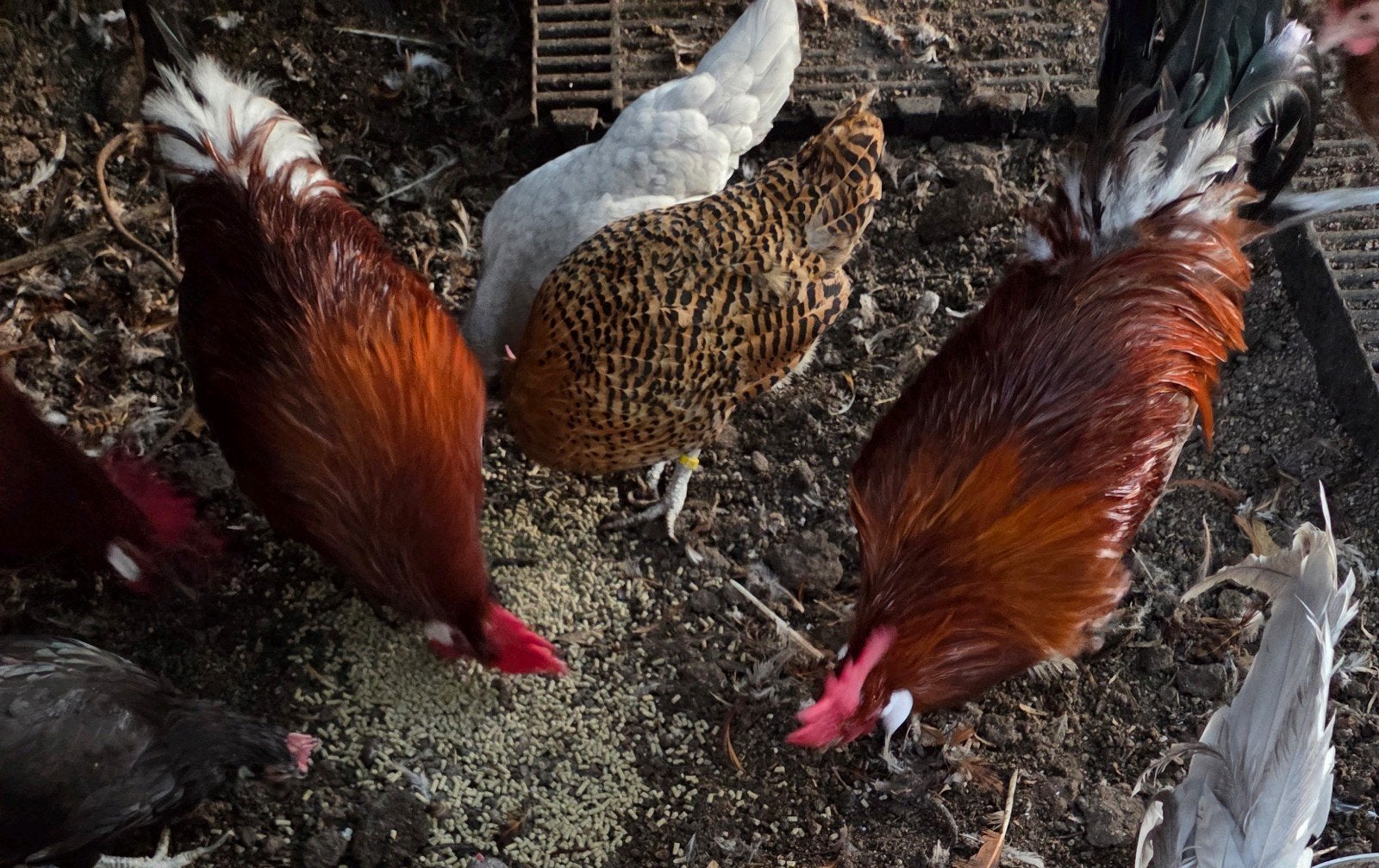 Friese hoenders groot roodpel kippen, Dieren en Toebehoren, Meerdere dieren, Kip