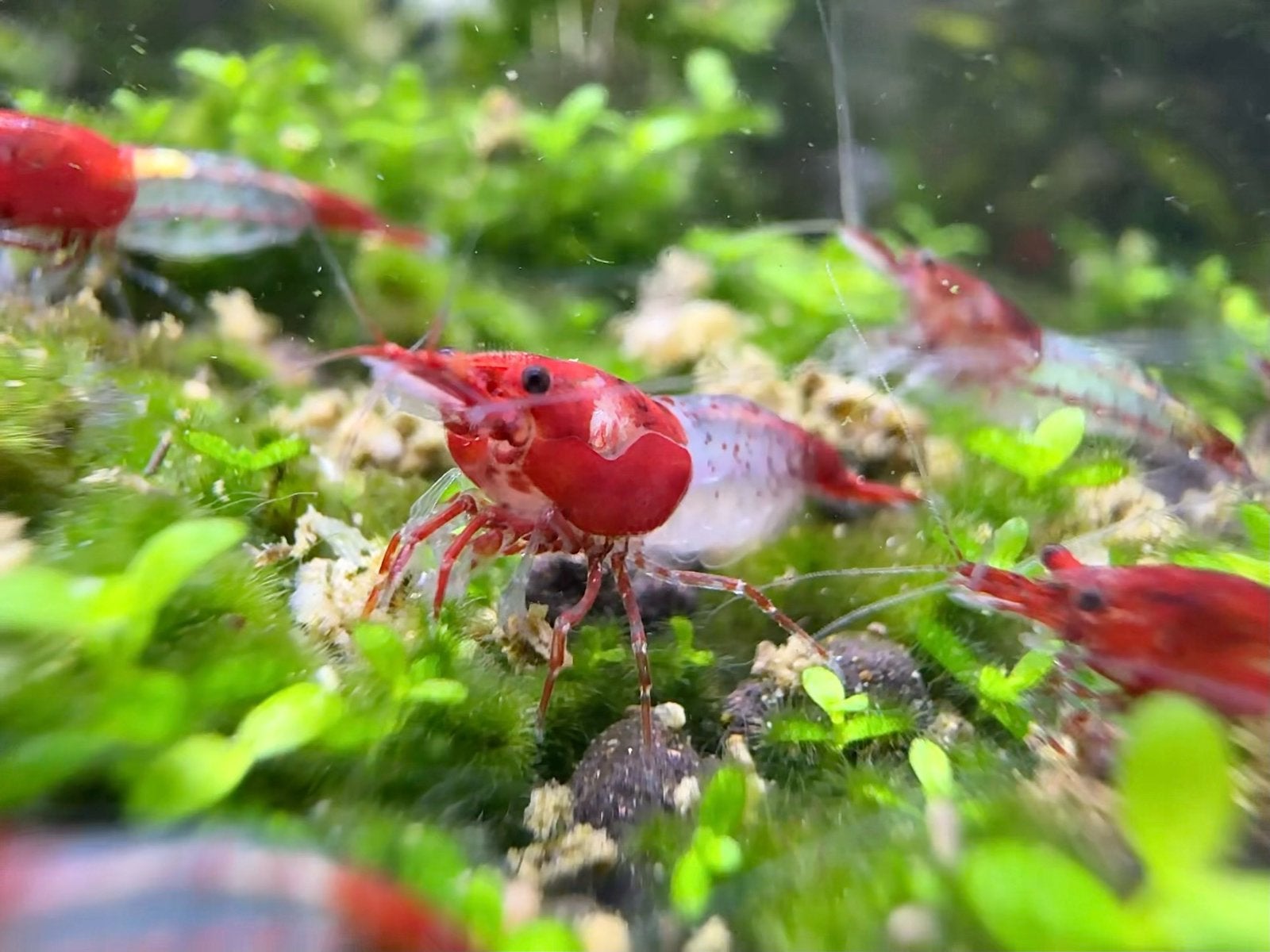 Red rilli garnalen (shrimp) neocaridinea, Dieren en Toebehoren, Kreeft, Krab of Garnaal
