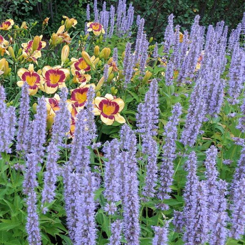 Bio zaden Dropplant/Anijsnetel – Agastache foeniculum, Tuin en Terras, Bloembollen en Zaden, Zaad, Voorjaar, Volle zon, Verzenden