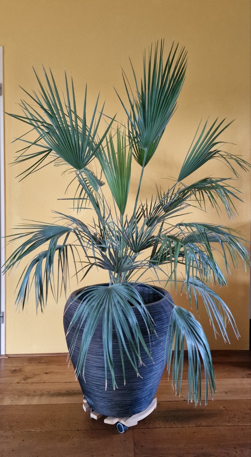 Grote palm in pot, Ophalen, Bloeit niet, Overige soorten, Volle zon