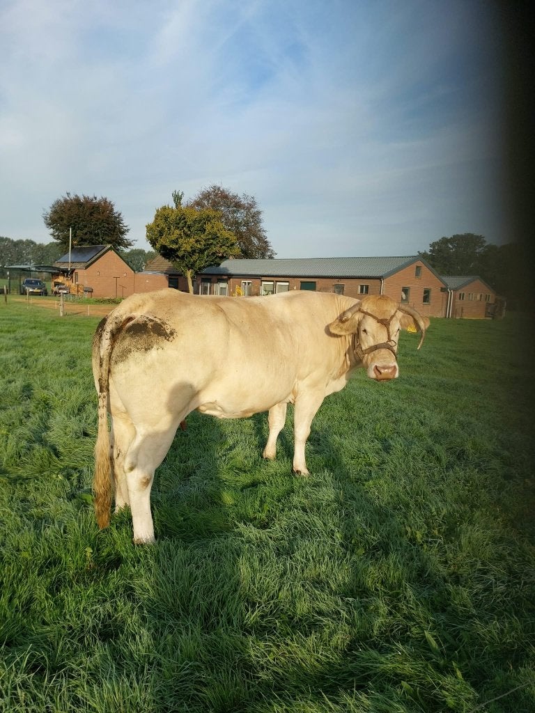 Blonde Aquitaine Guste koe en 2 luxes stiertjes te koop, Dieren en Toebehoren, Meerdere dieren, 0 tot 2 jaar