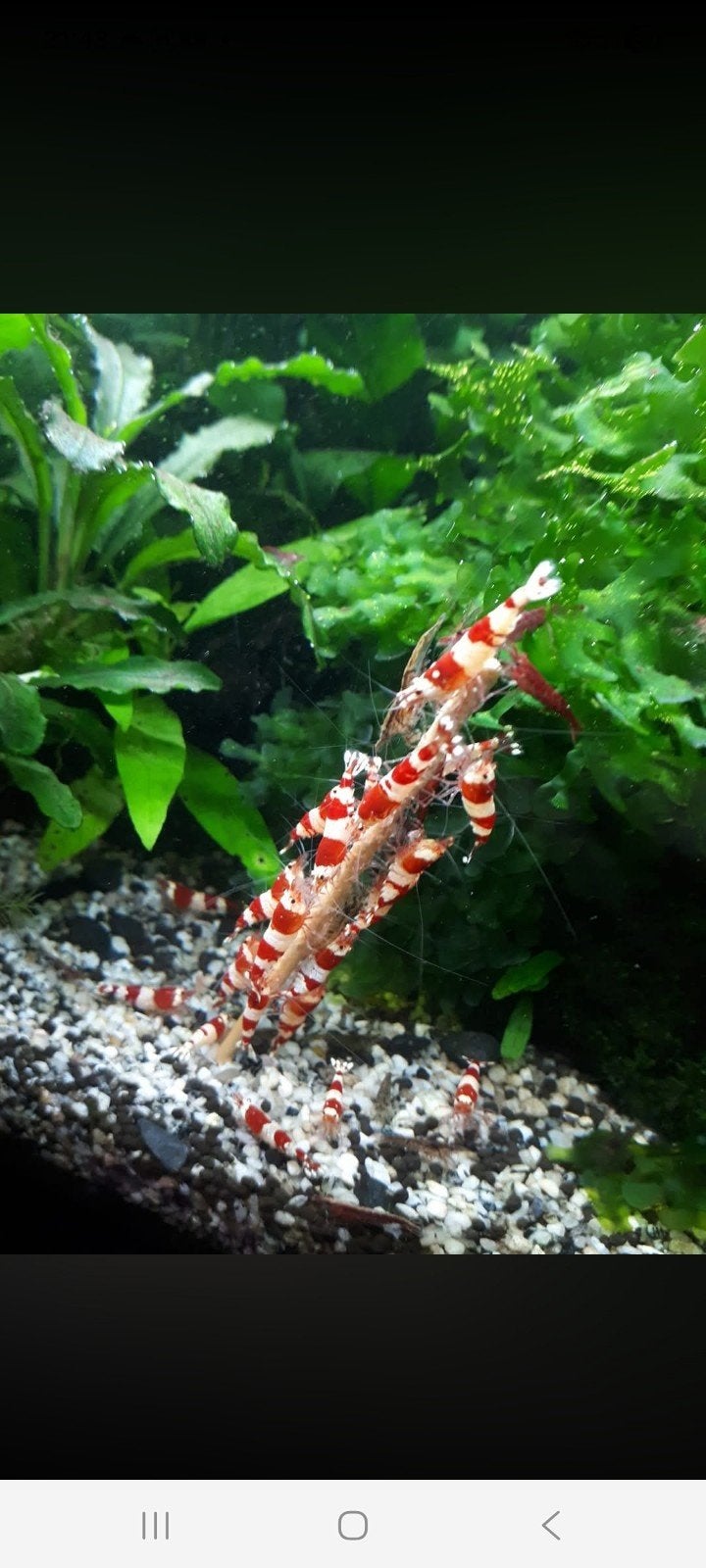 crystal red garnalen, Dieren en Toebehoren, Kreeft, Krab of Garnaal, Zoetwatervis, Schoolvis