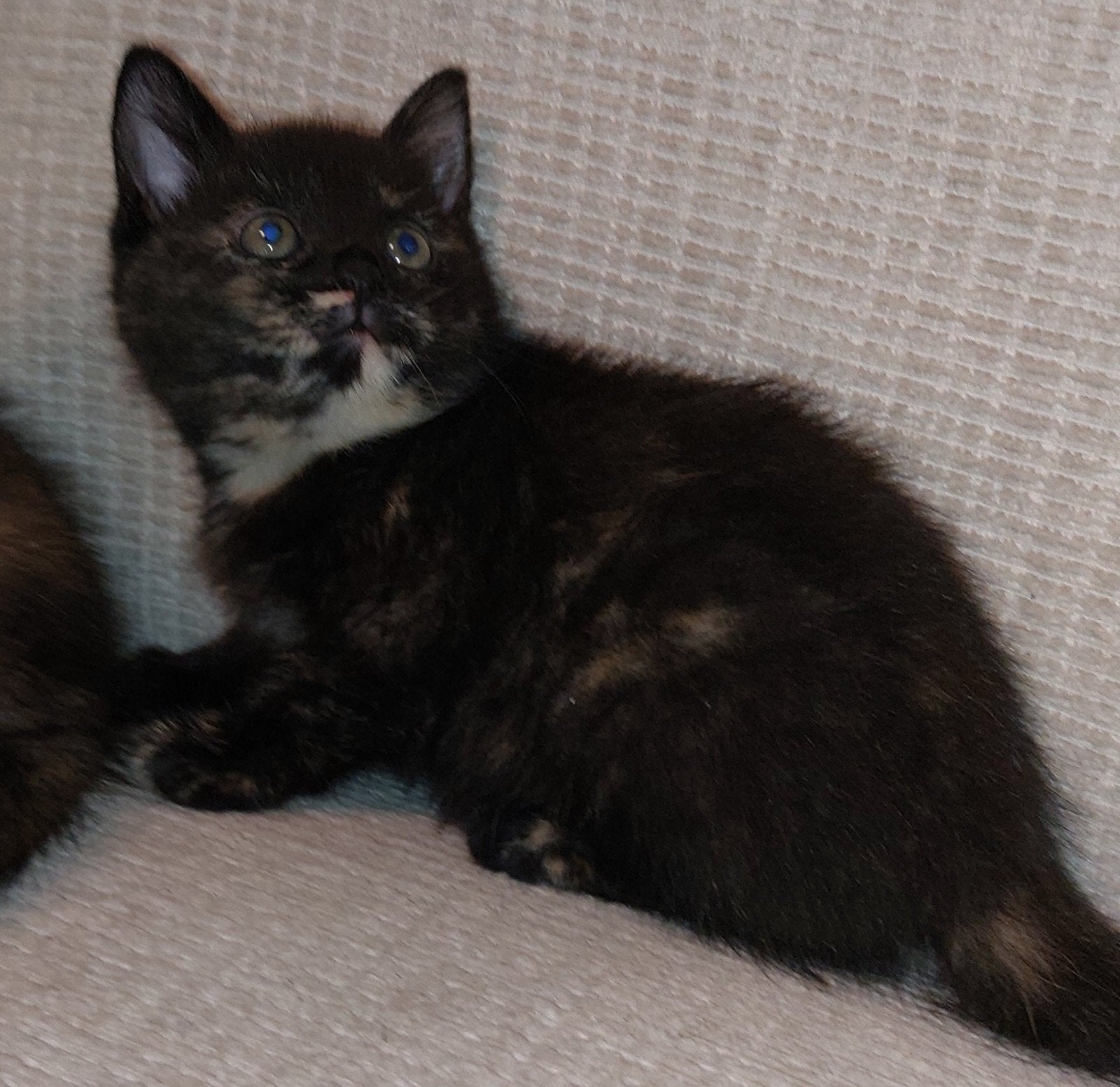2 kruising britse korthaar/turkse Angora kittens, Poes