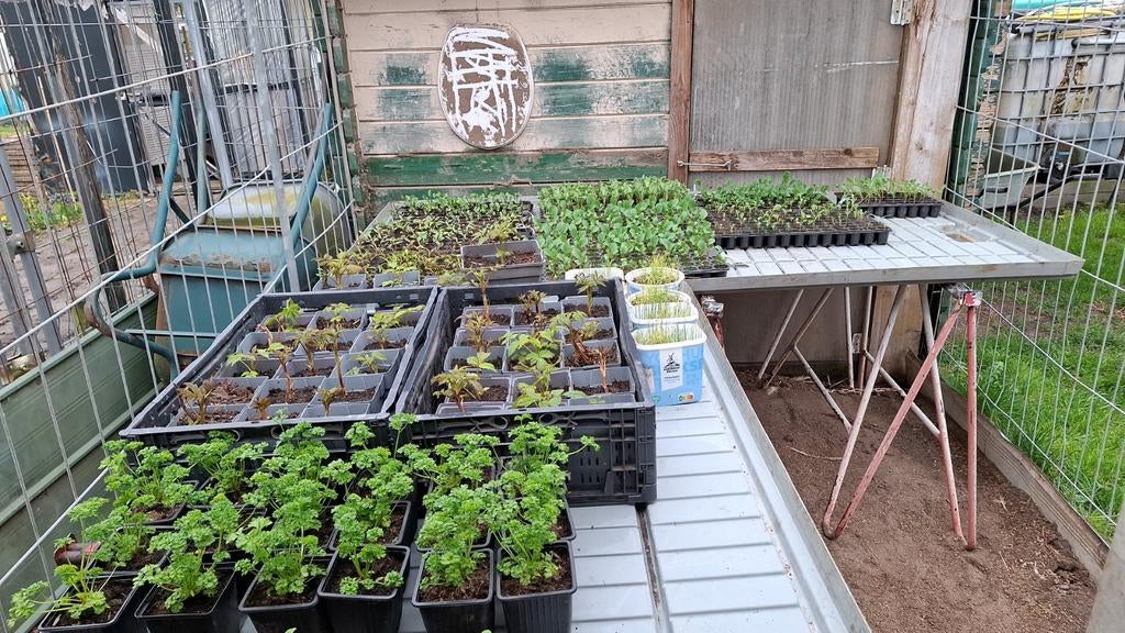 9 mei  Groenteplantjes verkoop 10:00 tot 16:00 vanaf €0,30, Tuin en Terras, Planten | Tuinplanten, Ophalen, Eenjarig, Groenteplanten