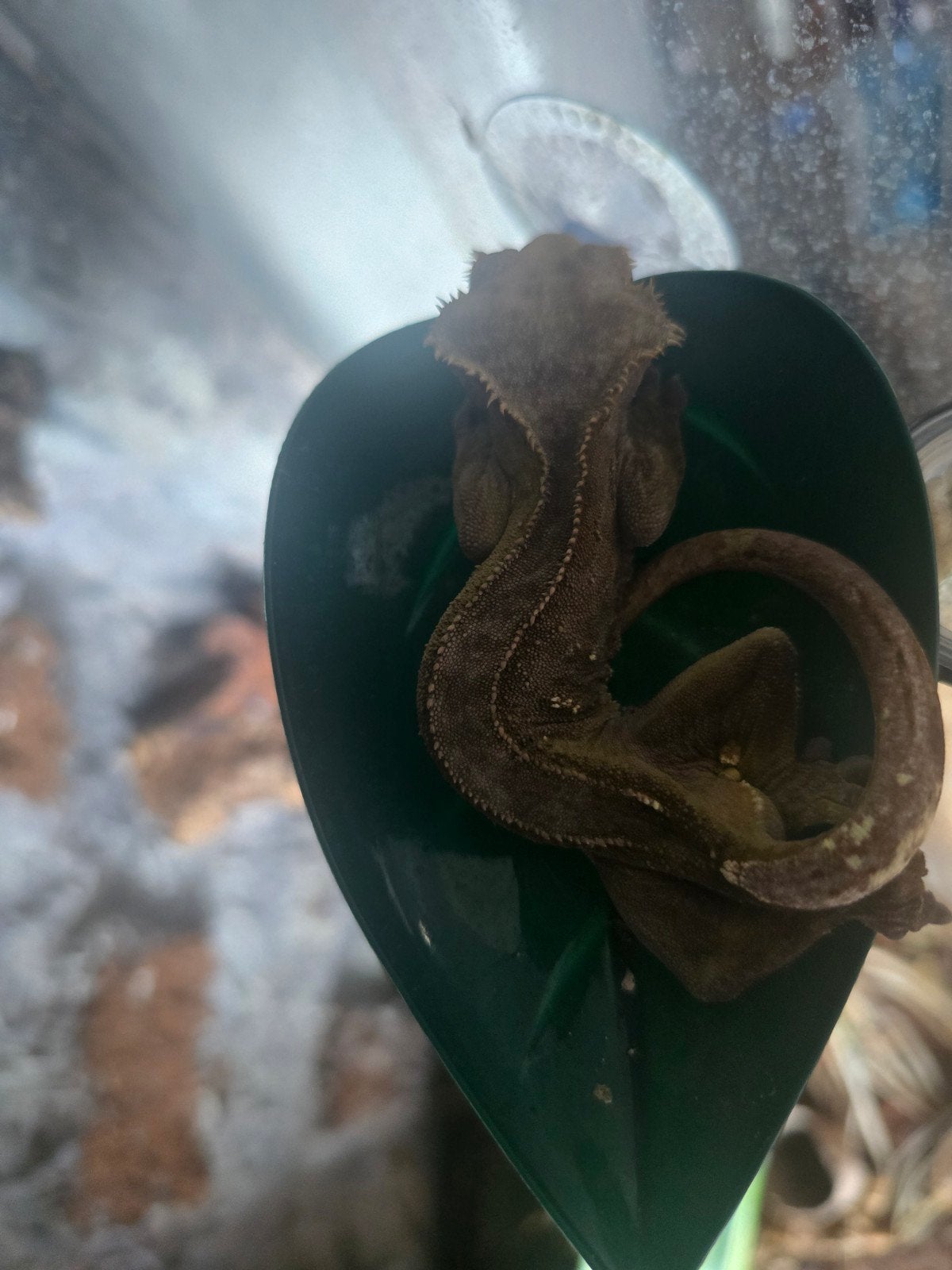 Mannelijke wimpergekko, Hagedis, 0 tot 2 jaar