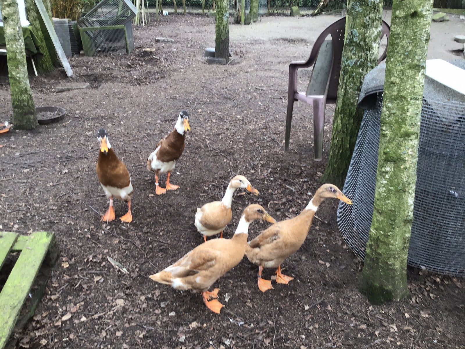 Loopeenden, Dieren en Toebehoren, Pluimvee, Meerdere dieren, Eend