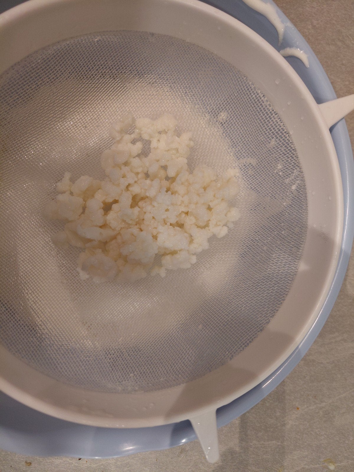 kefir melkkefir korrels, Ophalen of Verzenden