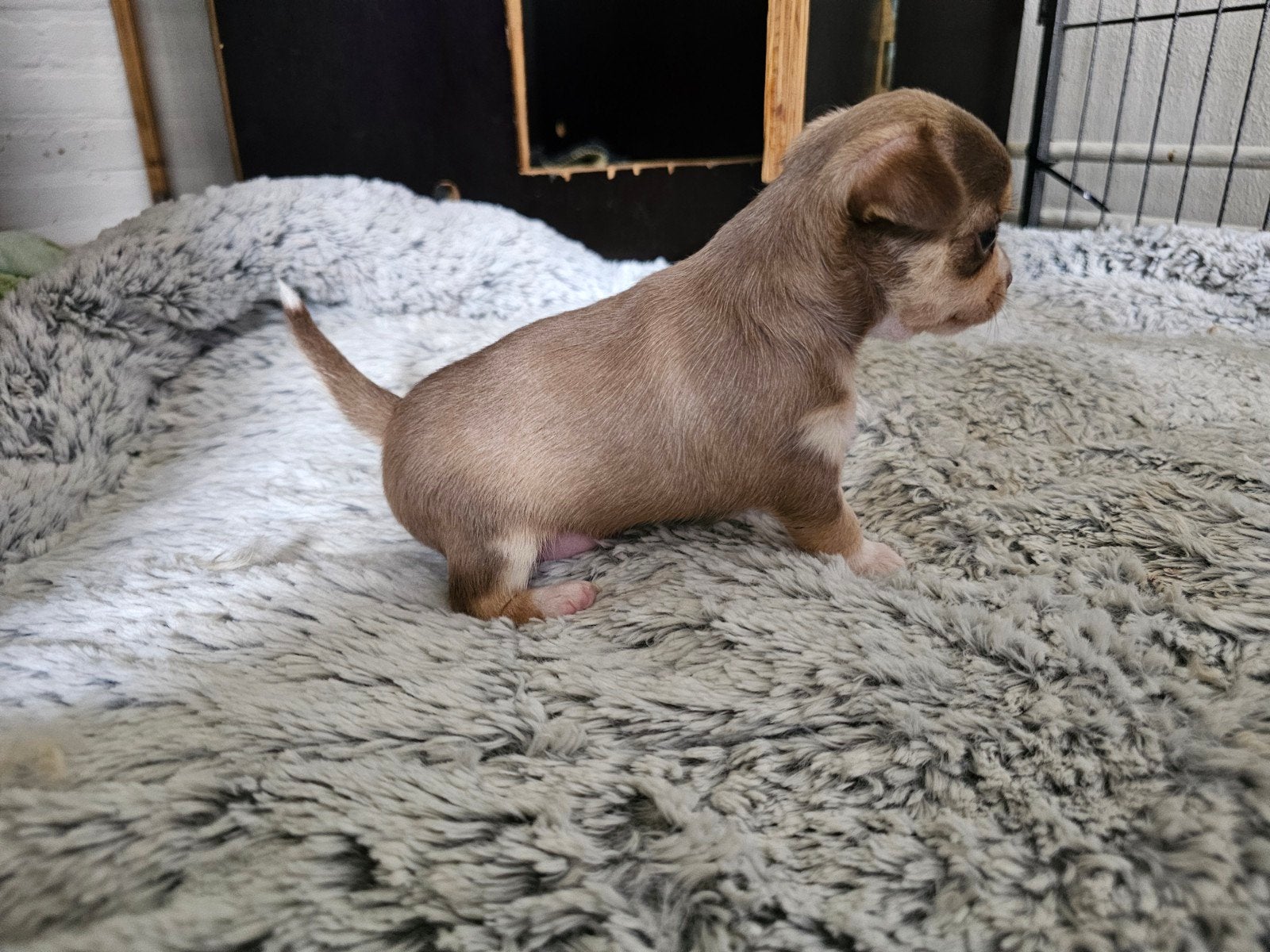 Prachtige Chihuahua pups, Dieren en Toebehoren, 8 tot 15 weken, Parvo, Teef, Meerdere