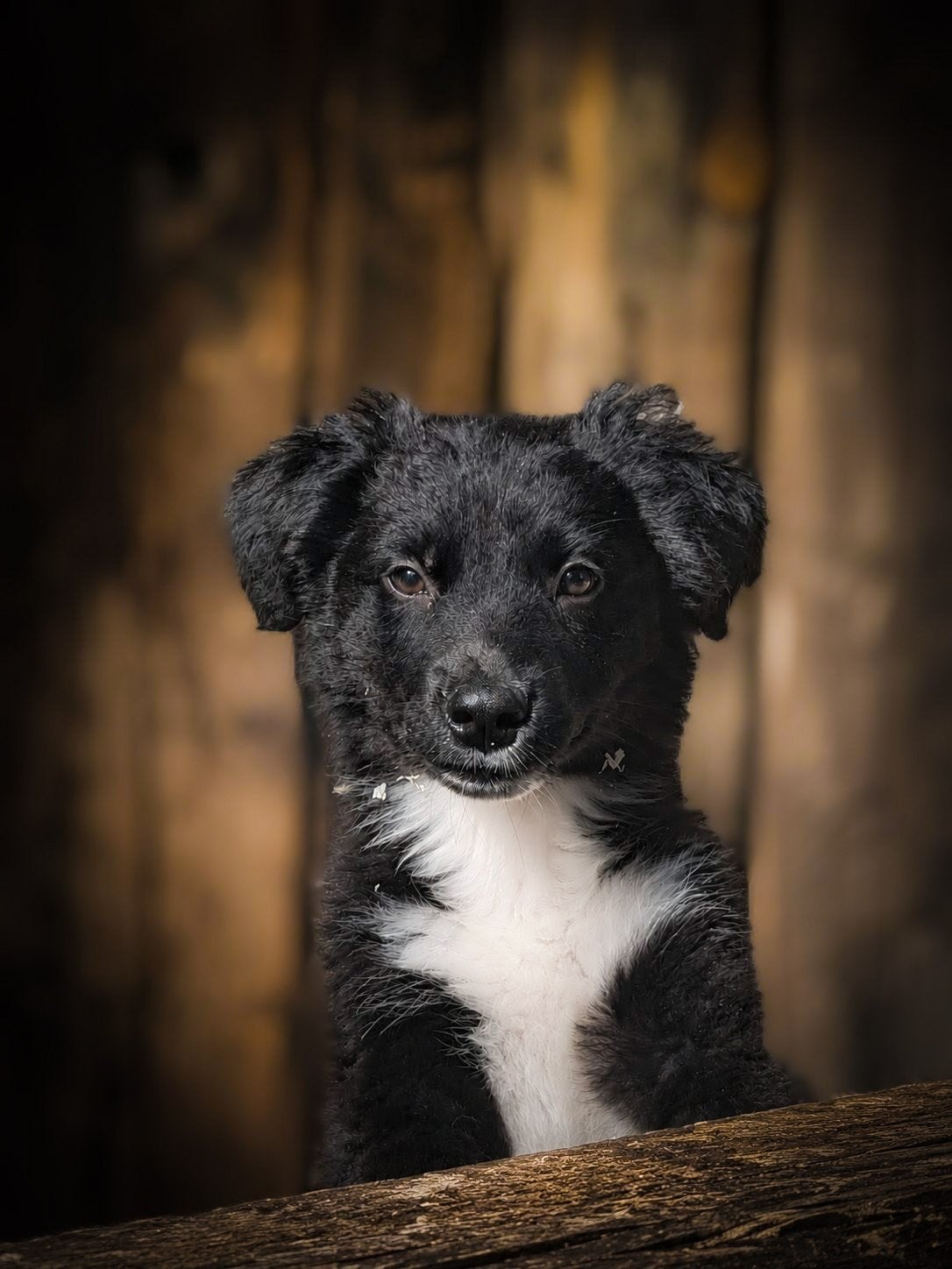 Super lieve friese stabij x border collie reutje te koop, Parvo, 8 tot 15 weken, Eén hond, Nederland
