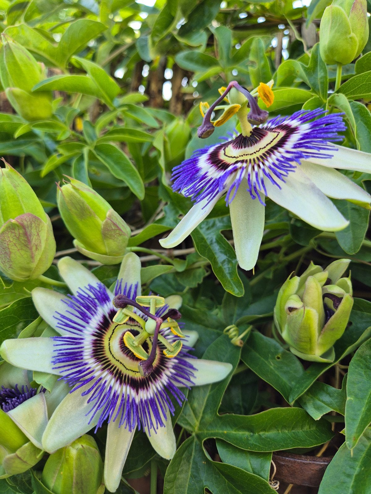 Blauwe Passiebloem Zaden - 20 Stuks, Ophalen of Verzenden, Voorjaar, Volle zon, Zaad