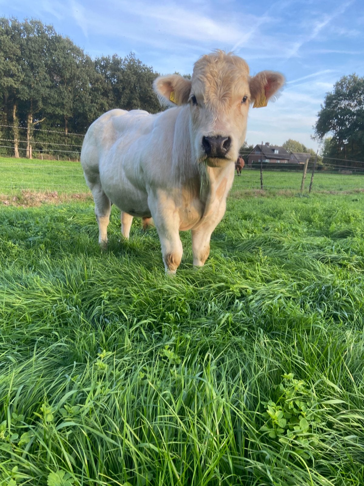 Stier belgisch 100% witblauw, Mannelijk