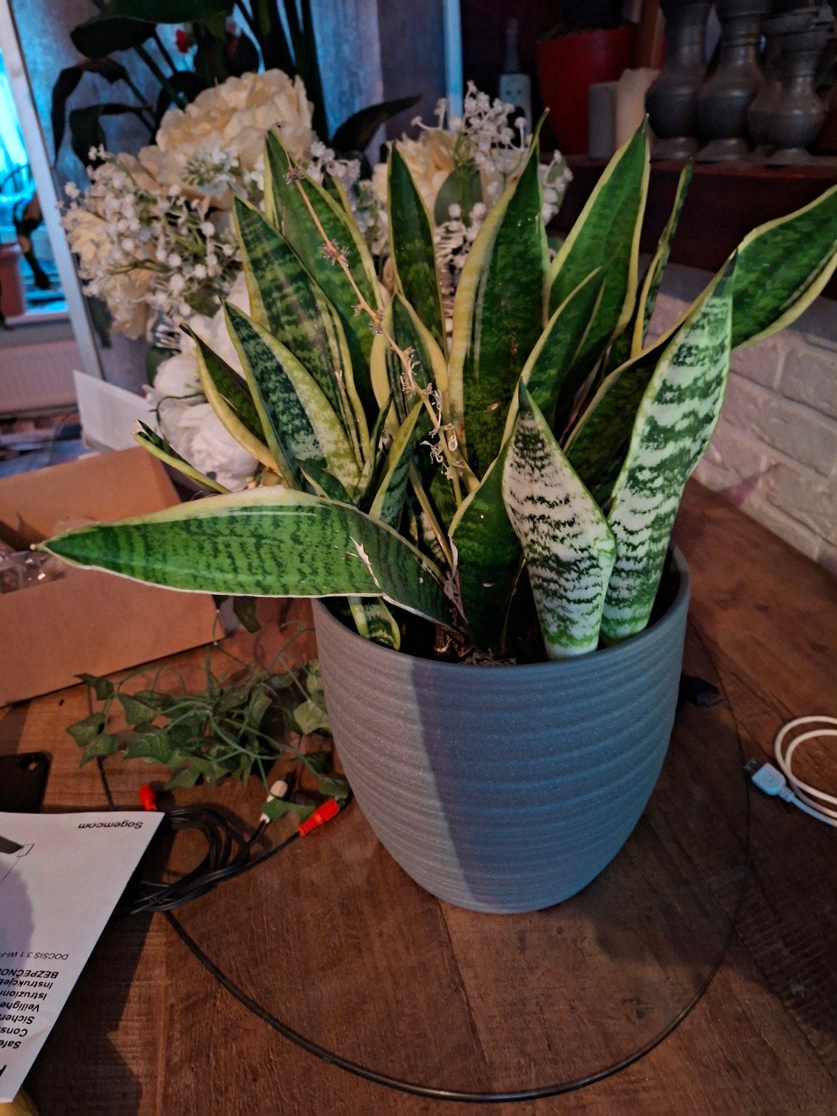 Sansevieria (Vrouwentong) in pot, Overige soorten, In pot, Minder dan 100 cm, Groene kamerplant
