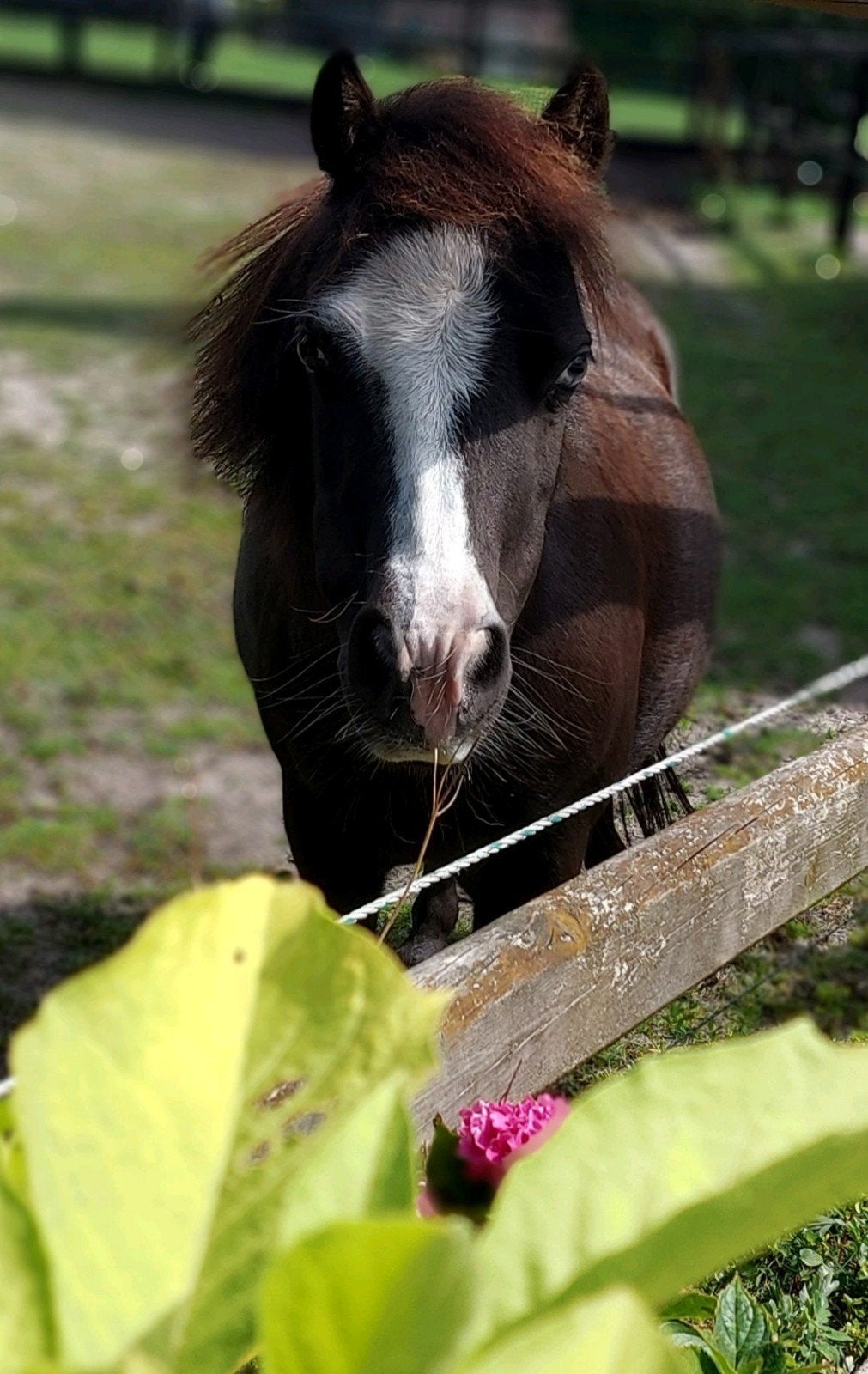 AMHA merrie, minipaardje/minipony, Dieren en Toebehoren, Pony's, Merrie, A pony (tot 1.17m)