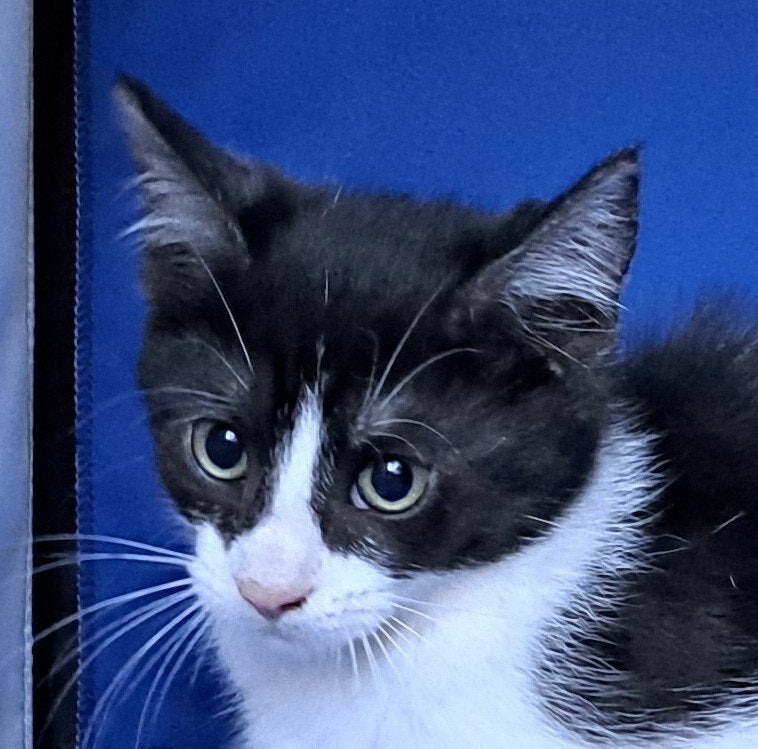 Prachtige Main Coon kruising kittens, Meerdere dieren, Kortharig, 0 tot 2 jaar