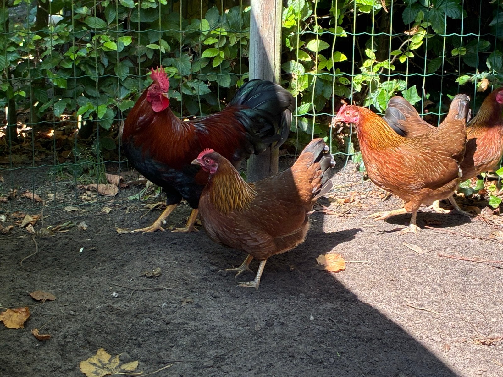 Welsumer Kriel, Meerdere dieren, Kip