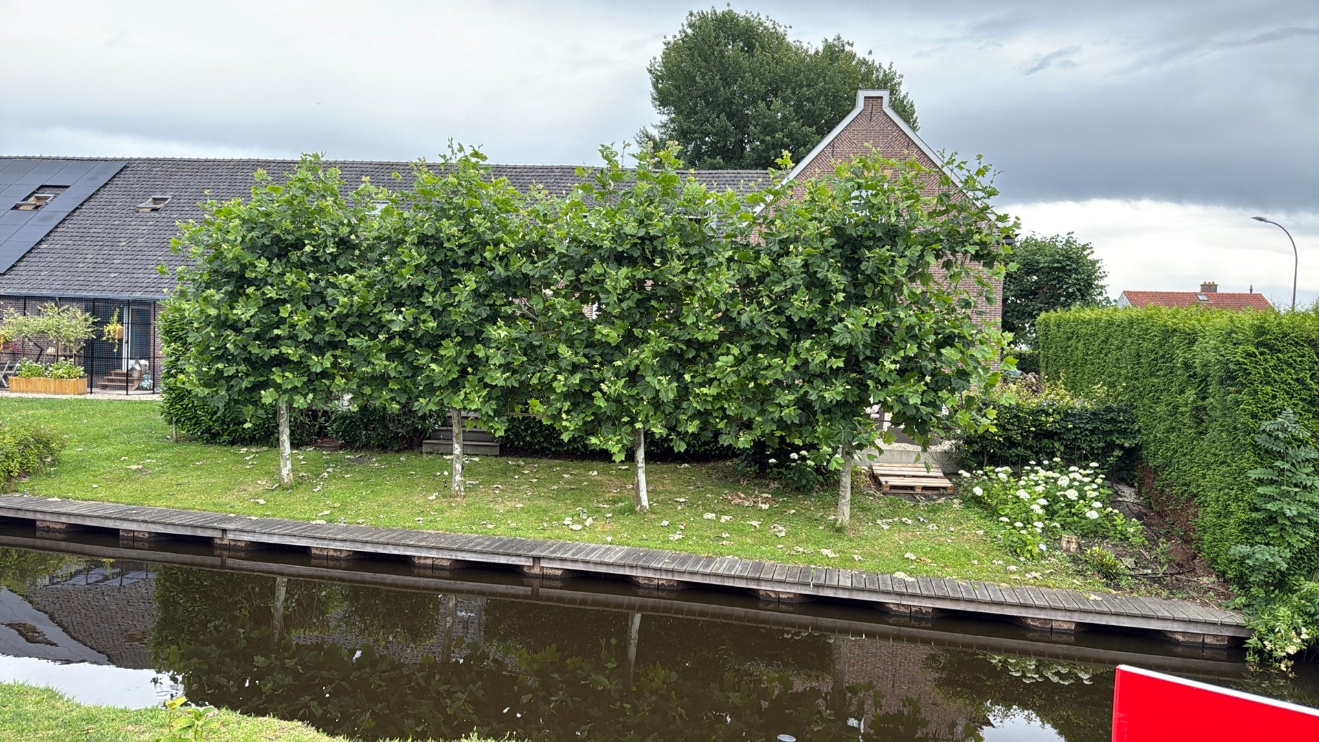 Vier plantaan bomen te koop, Ophalen, Volle zon, Overige soorten