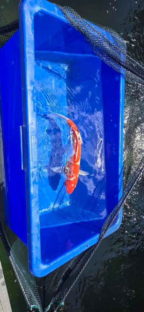 Ginrin Sanke koi, Dieren en Toebehoren, Vissen | Vijvervissen, Karper of Koi