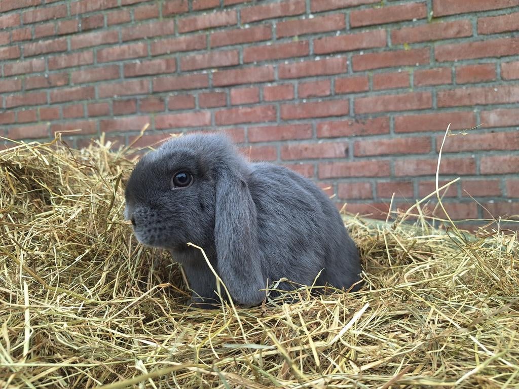 Jonge Nederlandse hangoor dwerg voedster blauw, Dieren en Toebehoren, Konijnen, Vrouwelijk, Dwerg, Hangoor, 0 tot 2 jaar