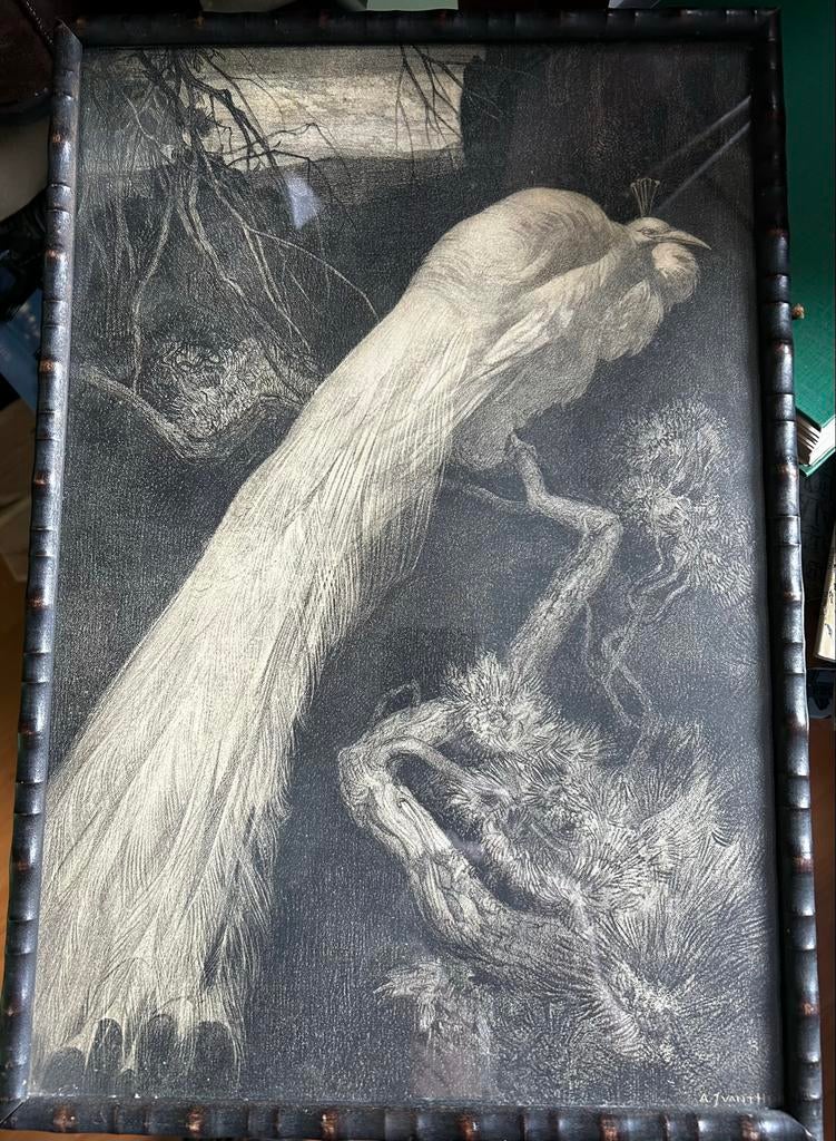 Prachtige Gravure van Pauw door A.J. Van t Hoff, Ophalen of Verzenden, Gravure, 1900 - 1949, Flora en Fauna