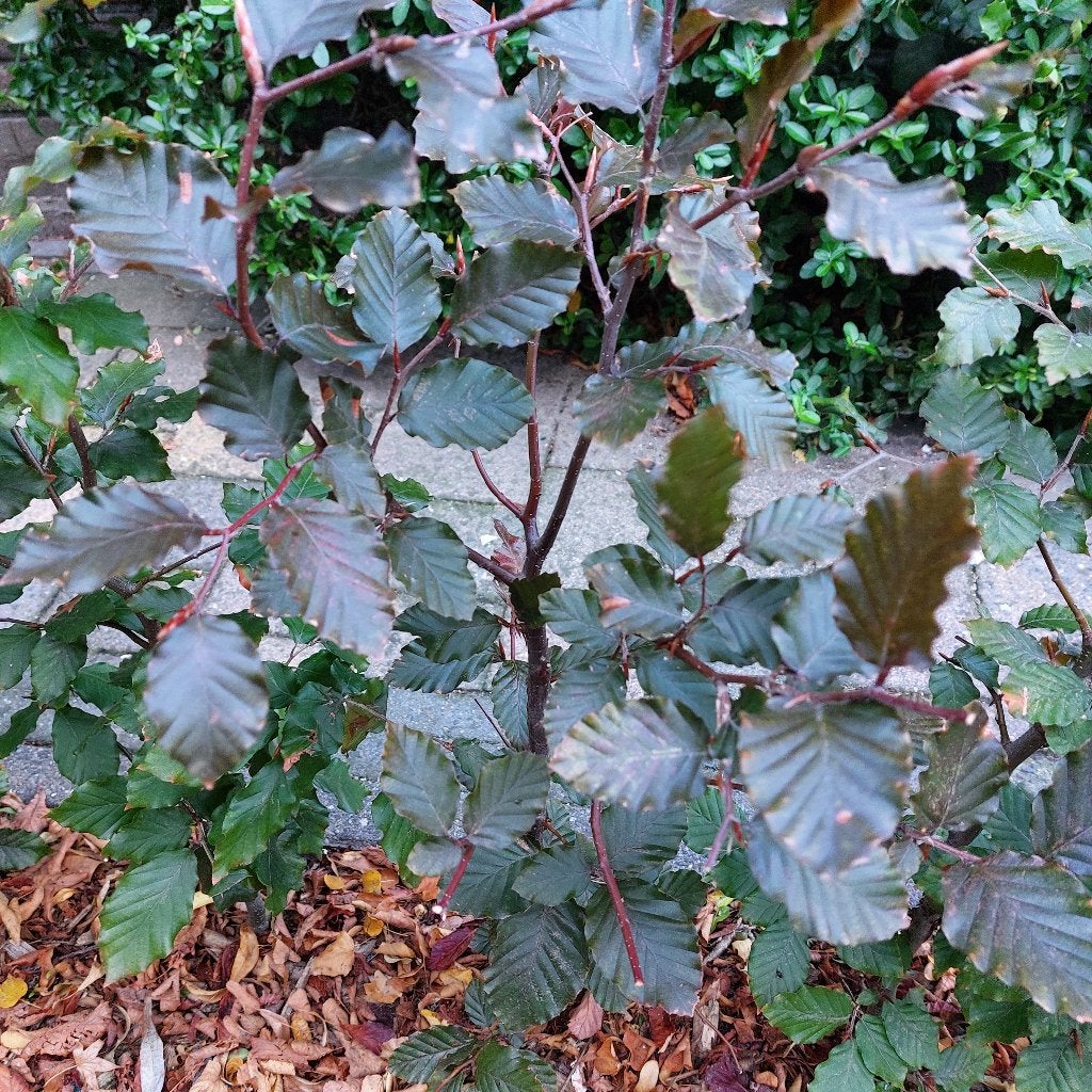 Beukenhaag, Fagus sylvatica Atropurpurea , Rode beuk ,, Ophalen of Verzenden, Beukenhaag, Haag, Minder dan 100 cm